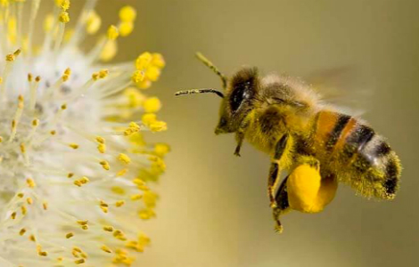 как пчела говорит, жужжит по-английски - звуки, жужжание пчел слушать в mp3