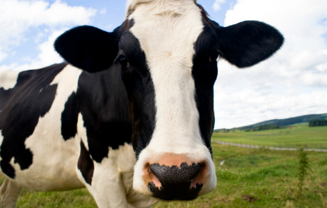 как корова, бык говорит, мычит по-английски - звуки, мычание коровы, быка слушать в mp3