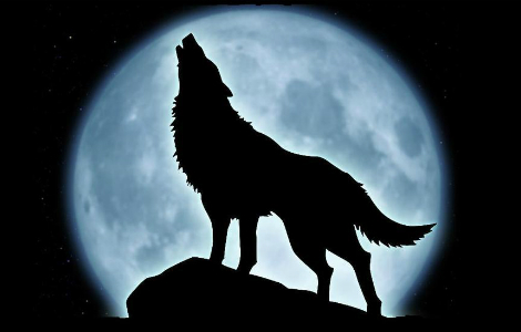 как волк говорит, воет по-английски - звуки, вой, завывание волка ночью в лесу слушать в mp3